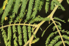 Acacia irrorata