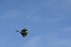 Lophoceros nasutus