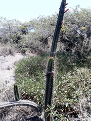 Borzicactus sepium