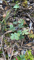 Potentilla canadensis