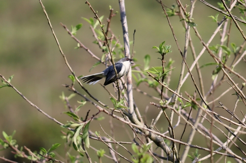 Cinereous Warbling Finch (Microspingus cinereus), photo 4