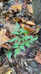 Sceptridium biternatum