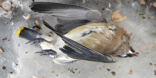Cedar Waxwing photographed in South Dakota