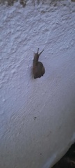 Gastropoda