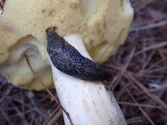 Prophysaon andersonii