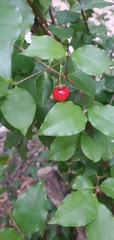 Malpighia glabra