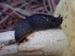 Prophysaon andersonii