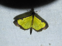Goniorhynchus hampsoni