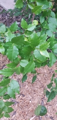 Malpighia glabra