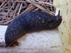 Prophysaon andersonii