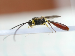Dusona