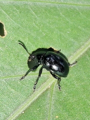 Typophorus