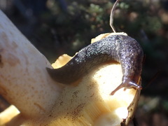 Prophysaon andersonii