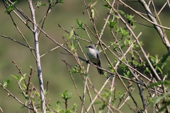 Microspingus cinereus