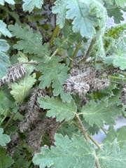 Phacelia ramosissima
