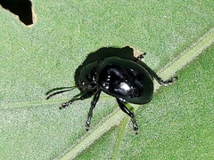 Typophorus