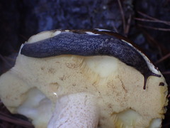 Prophysaon andersonii