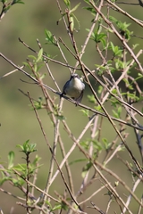 Microspingus cinereus