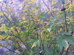 Ungnadia speciosa