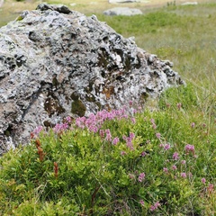 Erica spiculifolia