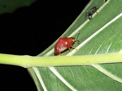 Charidotella rubicunda