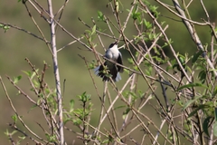 Microspingus cinereus