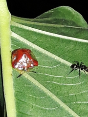 Charidotella rubicunda