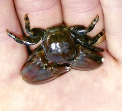 Petrolisthes cinctipes