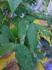 Ungnadia speciosa