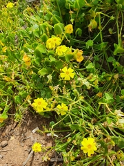 Oxalis megalorrhiza