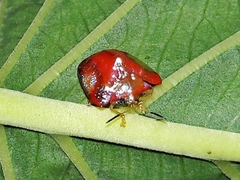 Charidotella rubicunda