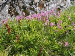 Erica spiculifolia