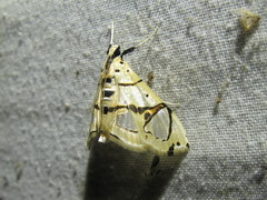 Conchylodes graphialis