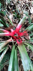 Neoregelia