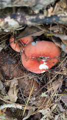 Russula cremoricolor