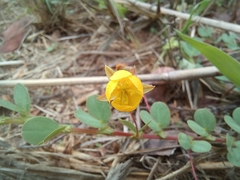 Chamaecrista rotundifolia