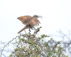 Upucerthia dumetaria