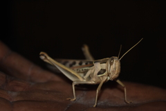 Cyrtacanthacris tatarica