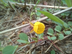 Chamaecrista rotundifolia