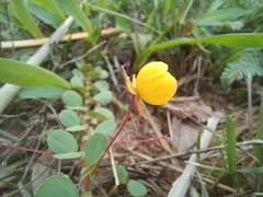 Chamaecrista rotundifolia