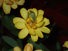 Piezodorus guildinii