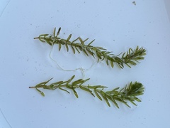 Elodea canadensis