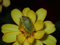 Piezodorus guildinii