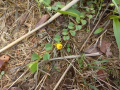Chamaecrista rotundifolia