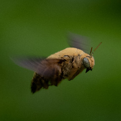 Xylocopa aestuans