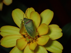 Piezodorus guildinii