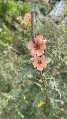Sphaeralcea bonariensis