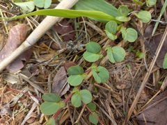Chamaecrista rotundifolia
