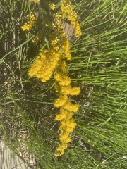 Solidago velutina