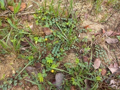 Chamaecrista rotundifolia